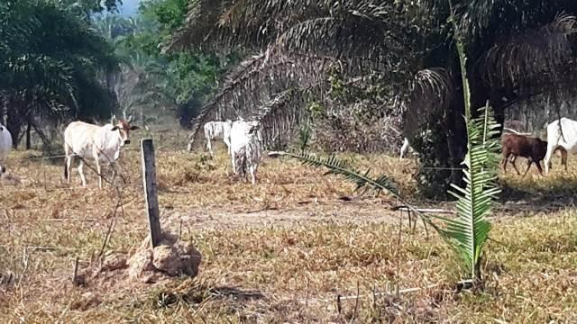 Fazenda 142 ha Serra de São Vicente MT - Foto 9