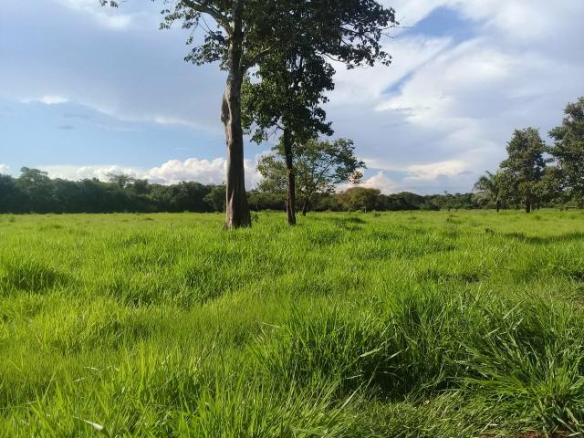 Fazenda 80 hectares próximo a Cuiabá - Foto 8