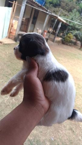 Lhasa apso fêmea