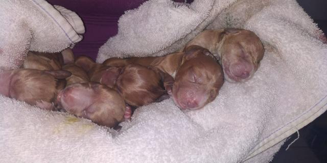 Vendo filhotes de cocker spaniel