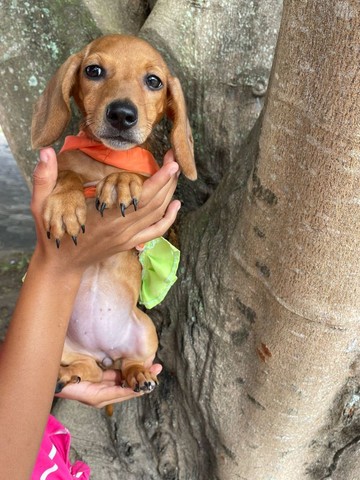 Cachorrinha basset filhote fêmea