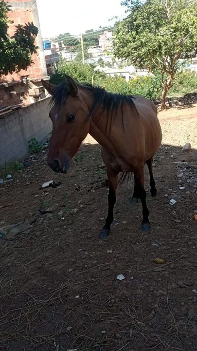 Égua com potra de 9 meses  - Foto 4