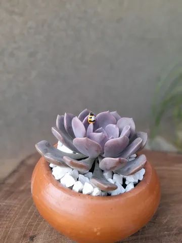 Vasos de cactos e suculentas 