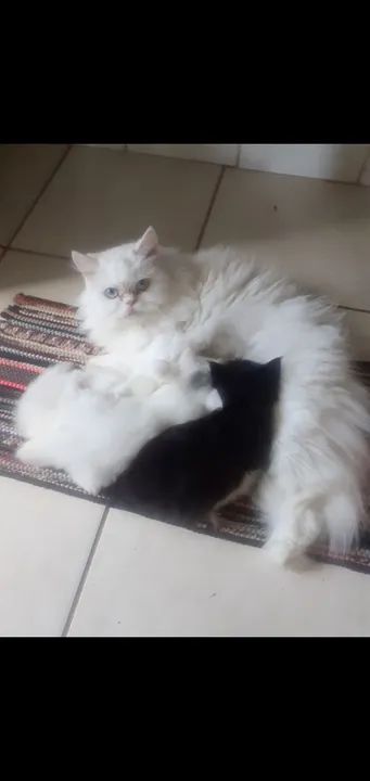 Lindos filhotes de Persa