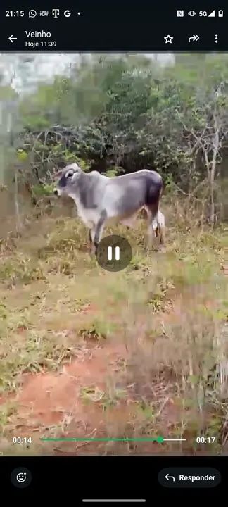 Vendo ou troco gado em escavadeira - Foto 3