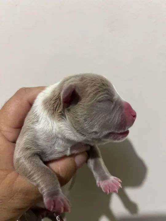 Américan bully  - Foto 6