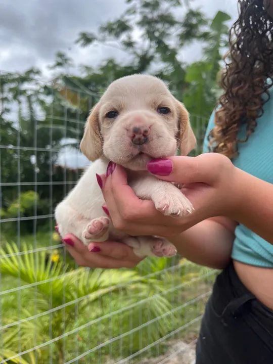 Vende se filhote de beagle 