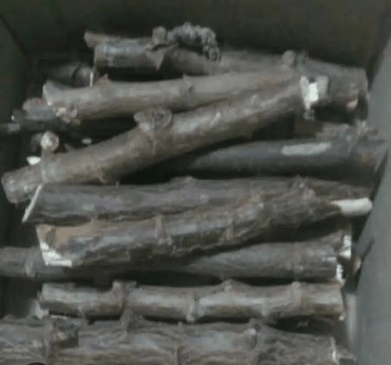 Mudas de mandioca para plantio R$ 0,25 cada gema - Foto 2