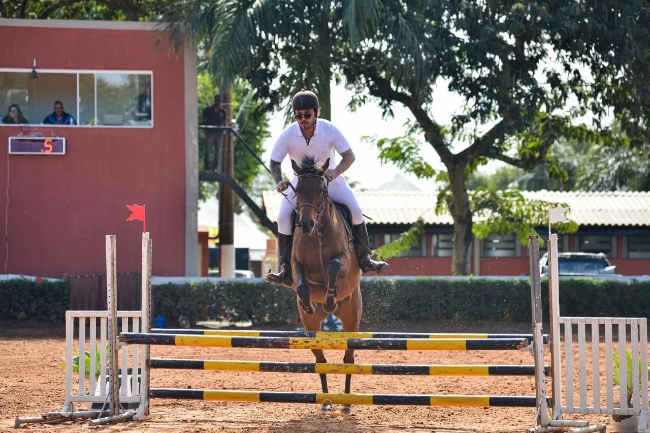 Égua (cavalo PSI de hipismo) - Foto 5