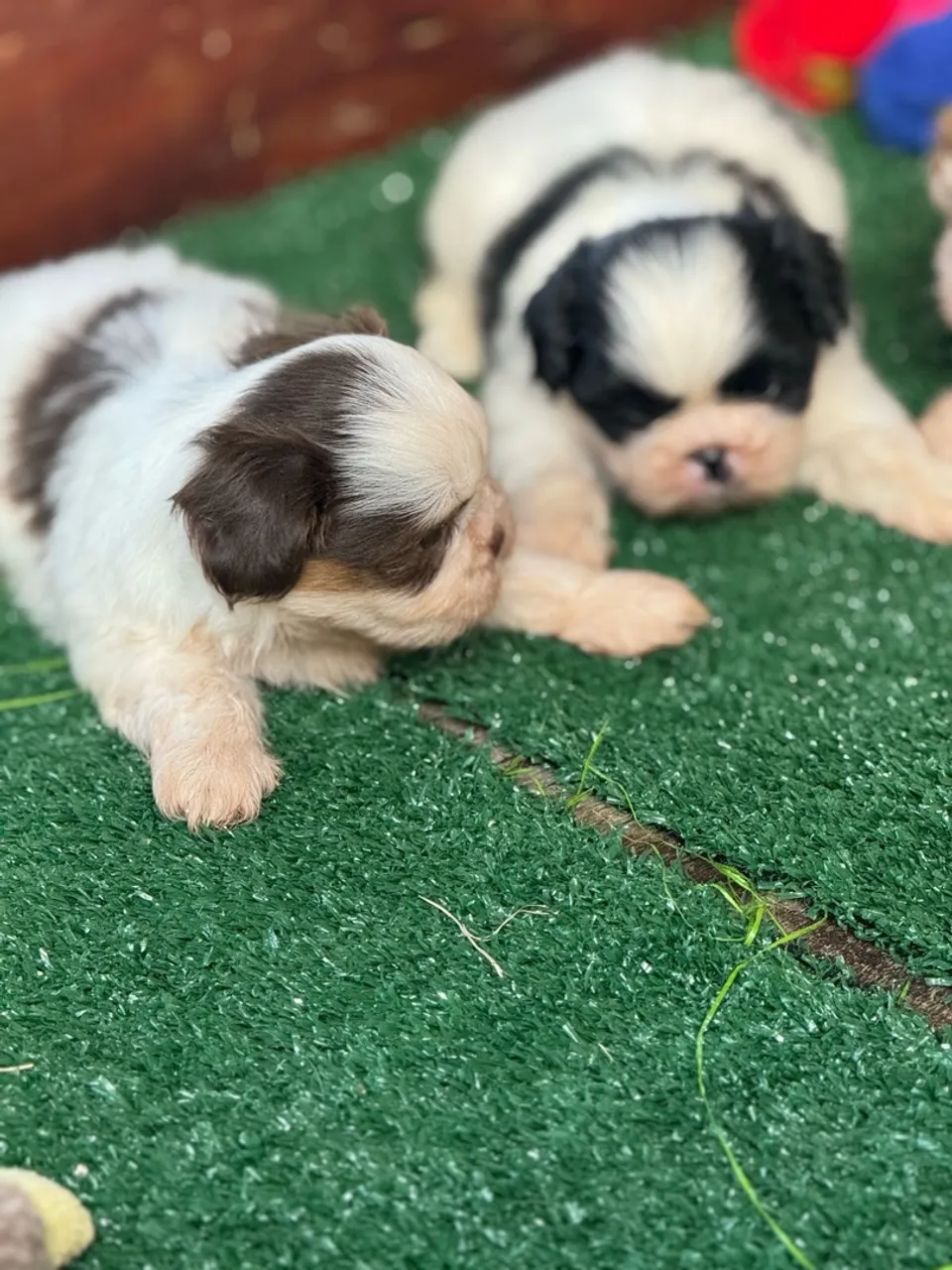 Shih tzu promoção 1.599,99 só hoje