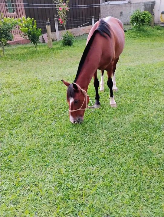 Cavalo manso  - Foto 4