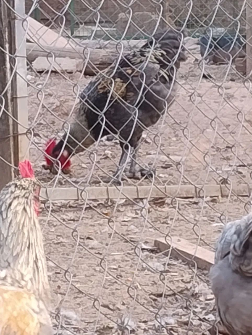 Galos raça grés sendré belíssimos  - Foto 2