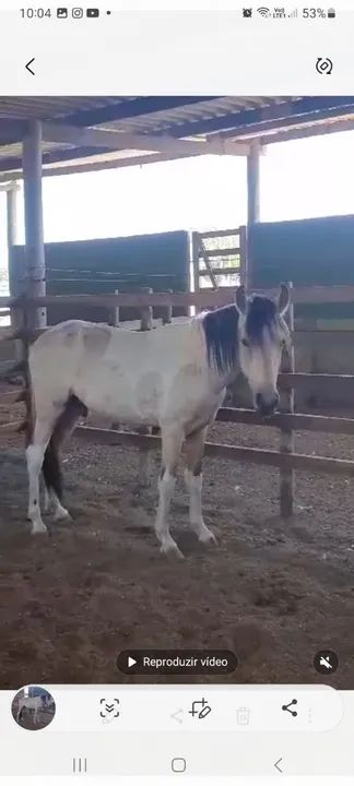 Potro Mangalarga Marchador - Foto 2