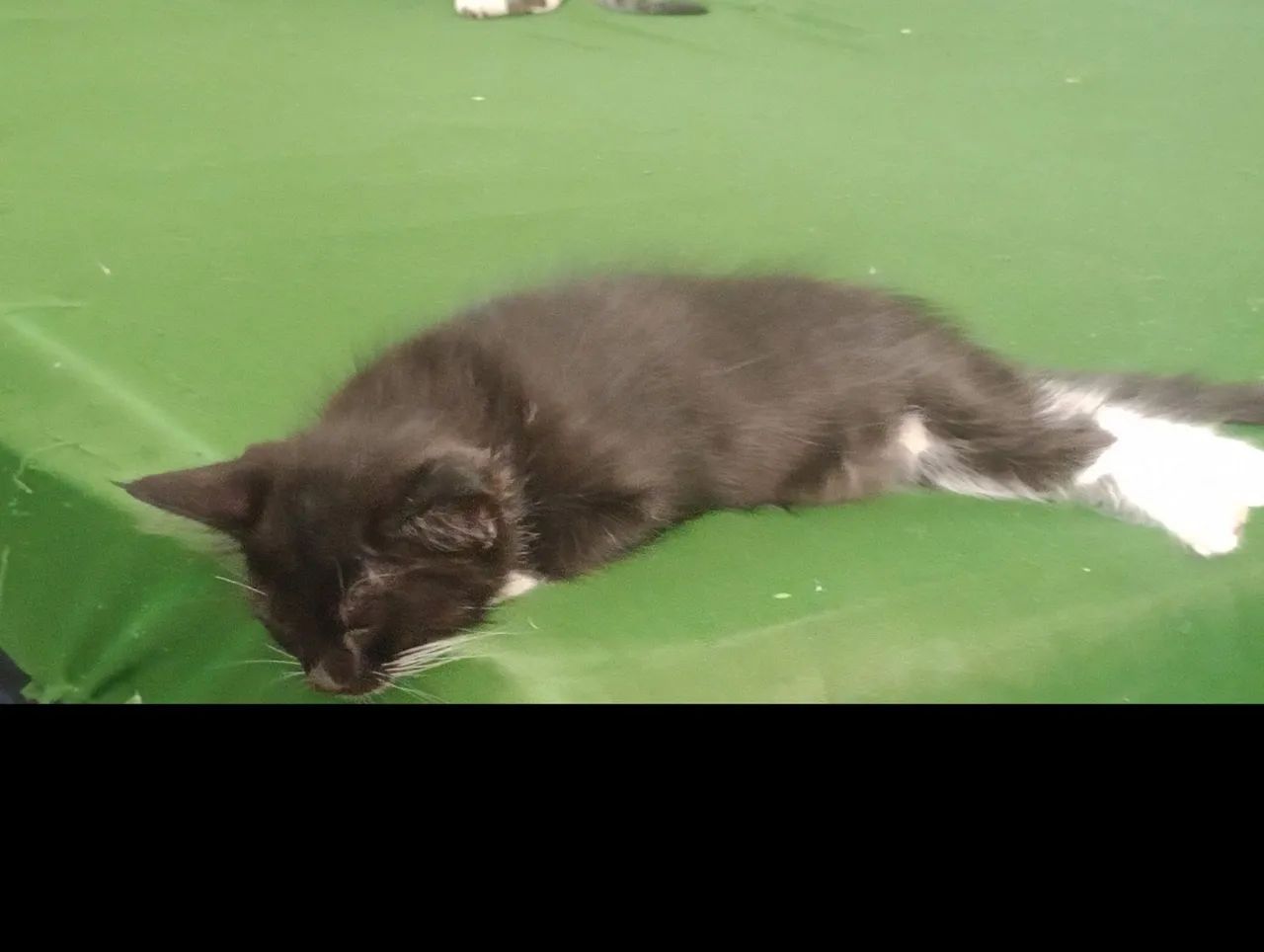 2 lindas gatinhas fêmeas para adoção  - Foto 3