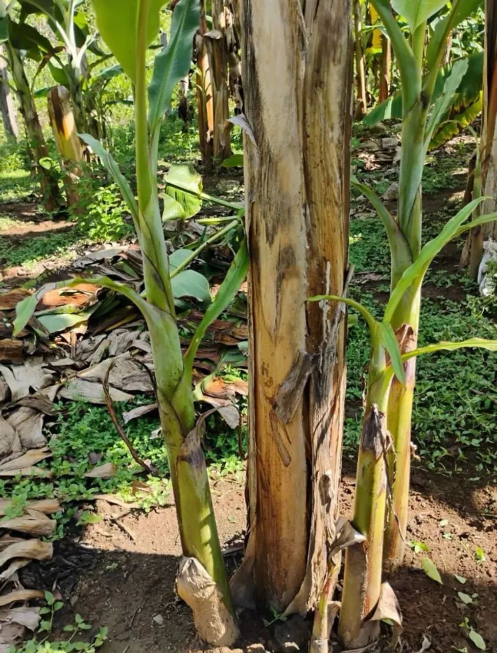 Muda de bananeira Pacovan da boa! - Foto 2