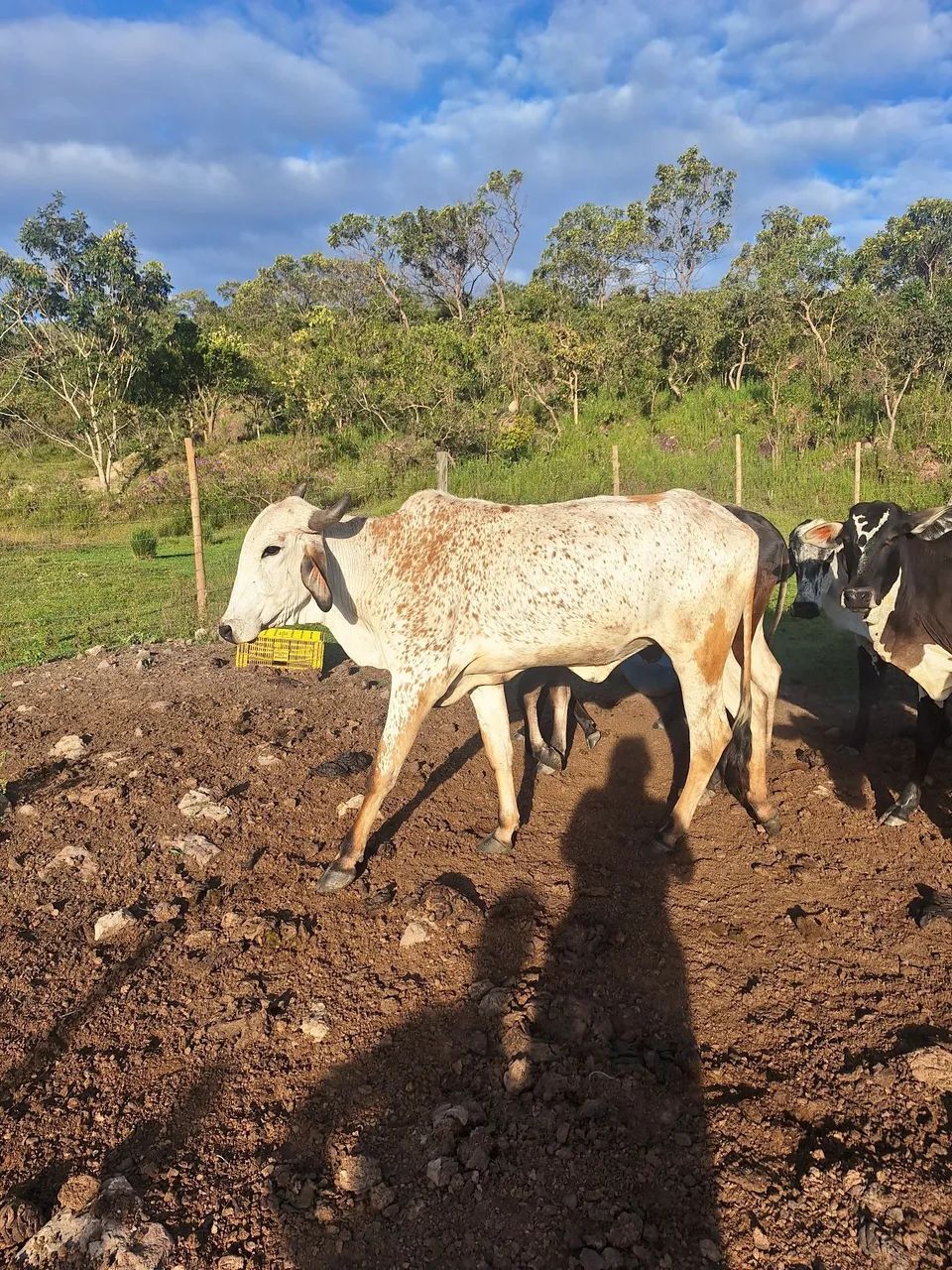 Vende-se um lote de gado 