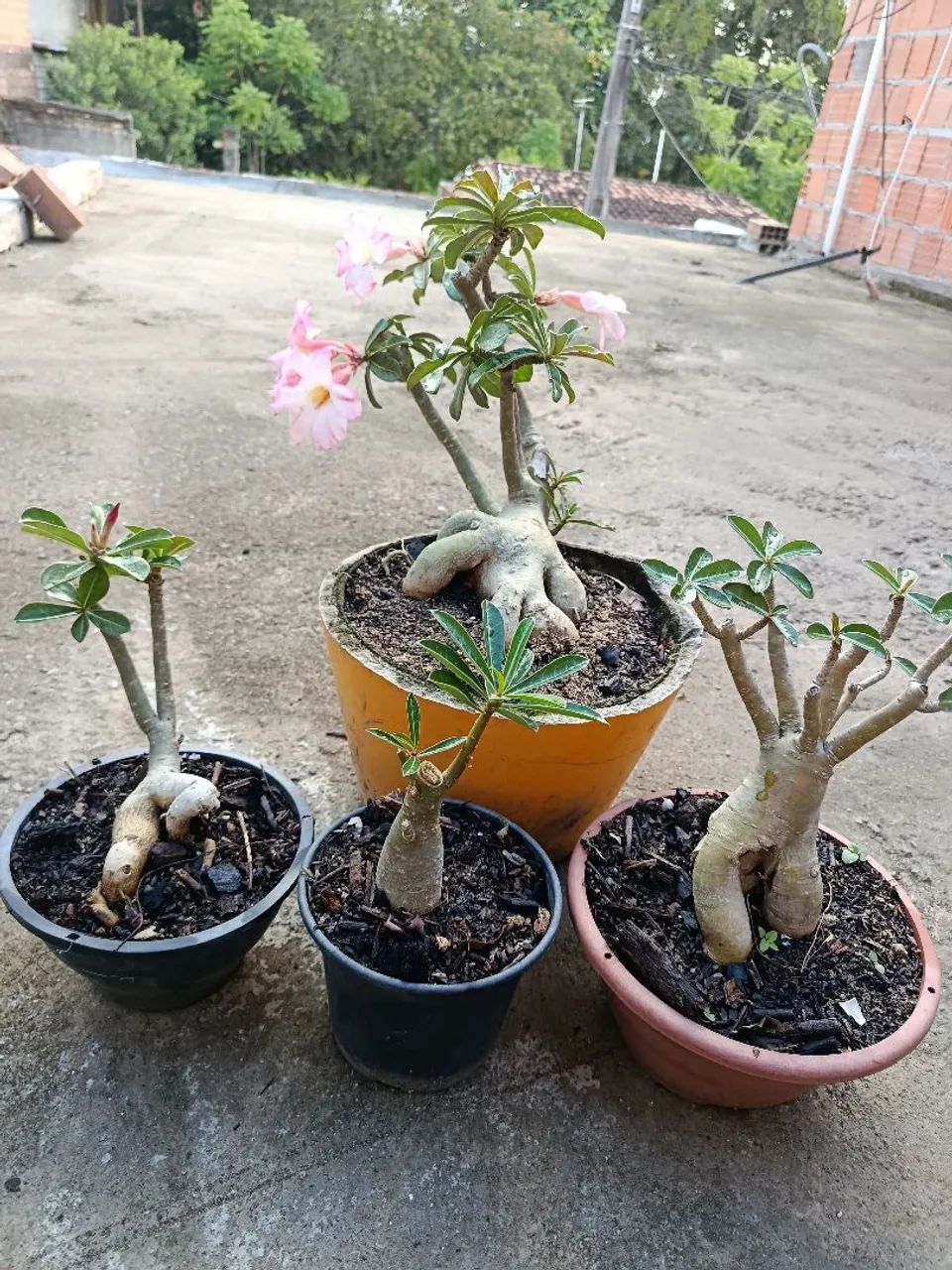 4 rosas do deserto por 80 . - Foto 2