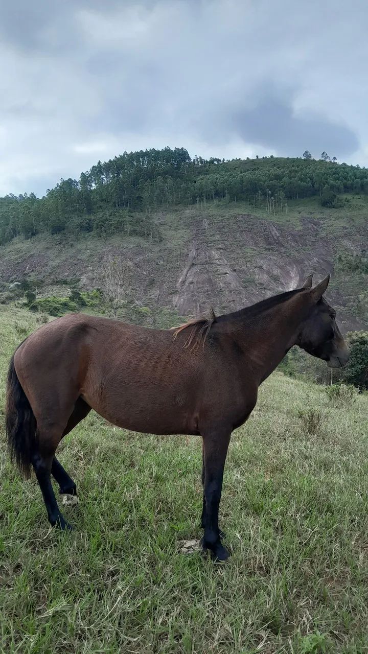 Egua macha batida 