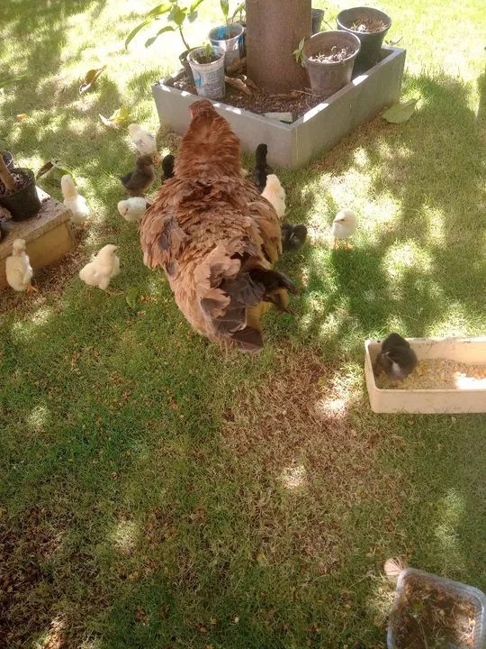 Galinha Caipira Nova com 19 Pintinhos  - Foto 6