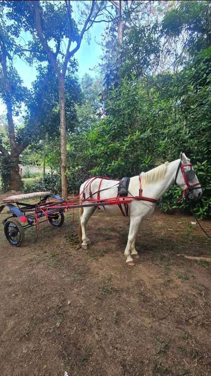Vendo Cavalo e charrete - Foto 6