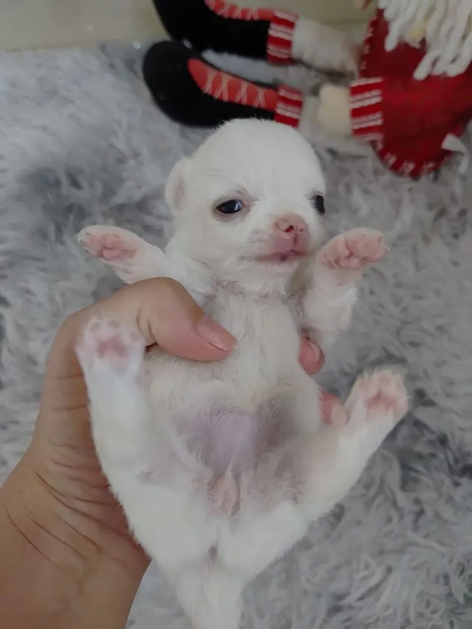 Filhotes chiuhahua pelo longo - Foto 3