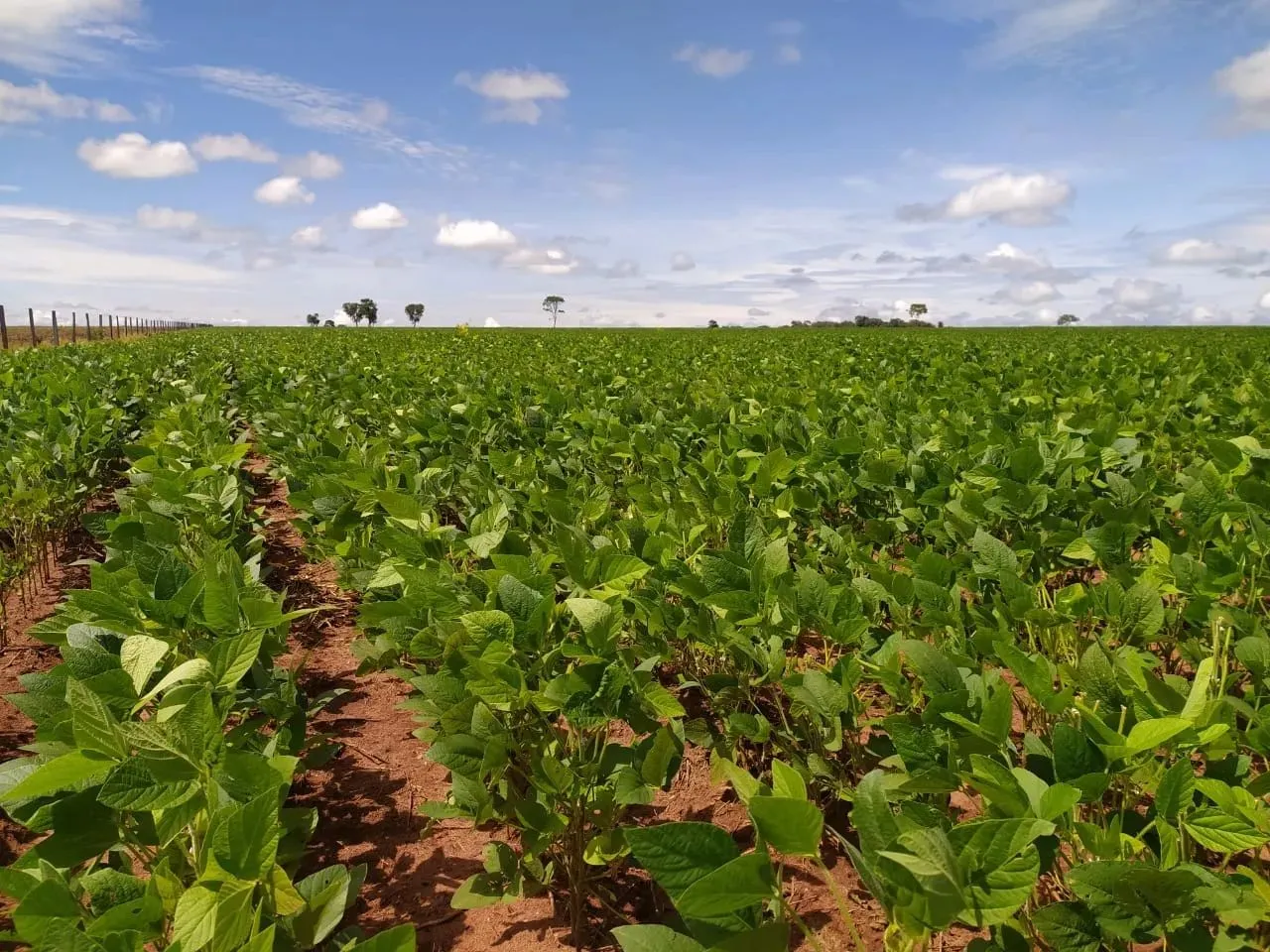 Fazenda Mato Grosso do Sul, com área total 3.454 ha, planta 1.200 ha, à venda, Zona Rural,