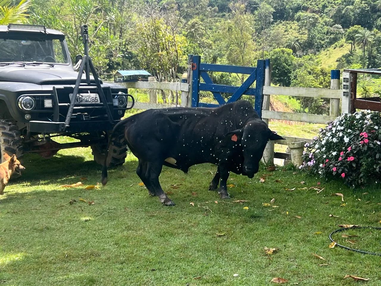 Mini boi Negro para Venda