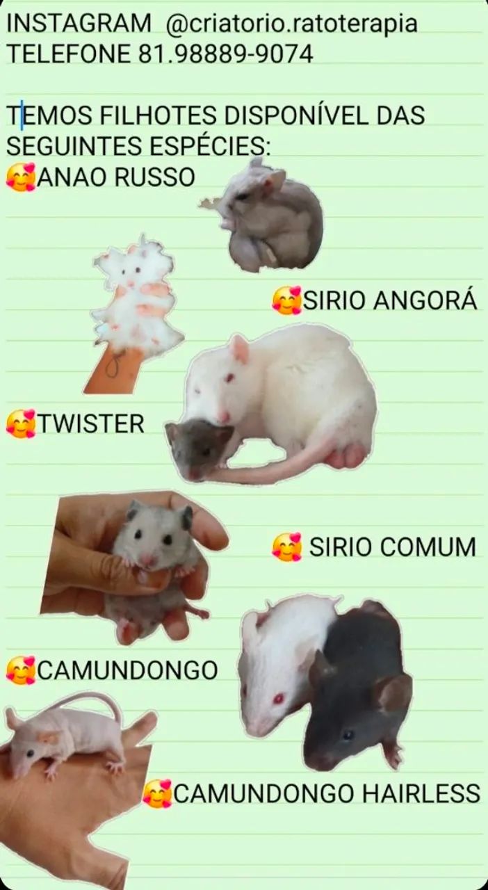 Hamster anão russo  - Foto 5