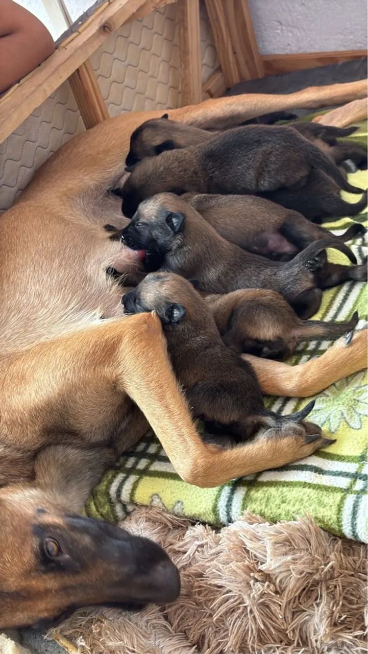 Pastor Belga Malinois 