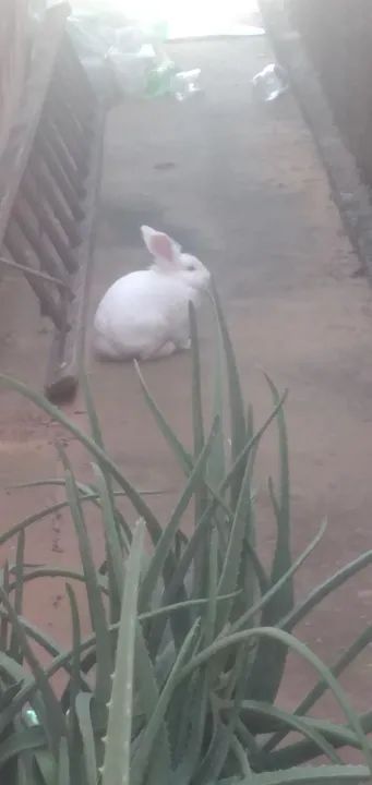 Coelhinho mine loop Branco com casinha - Foto 3