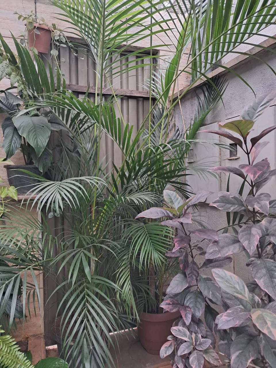 vaso de palmeira areca