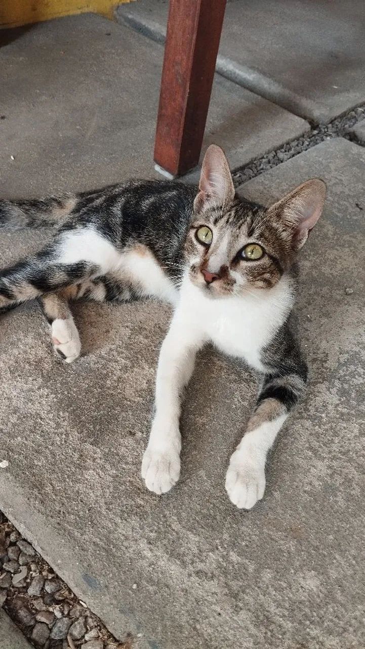 Adoção gatinha fêmea 