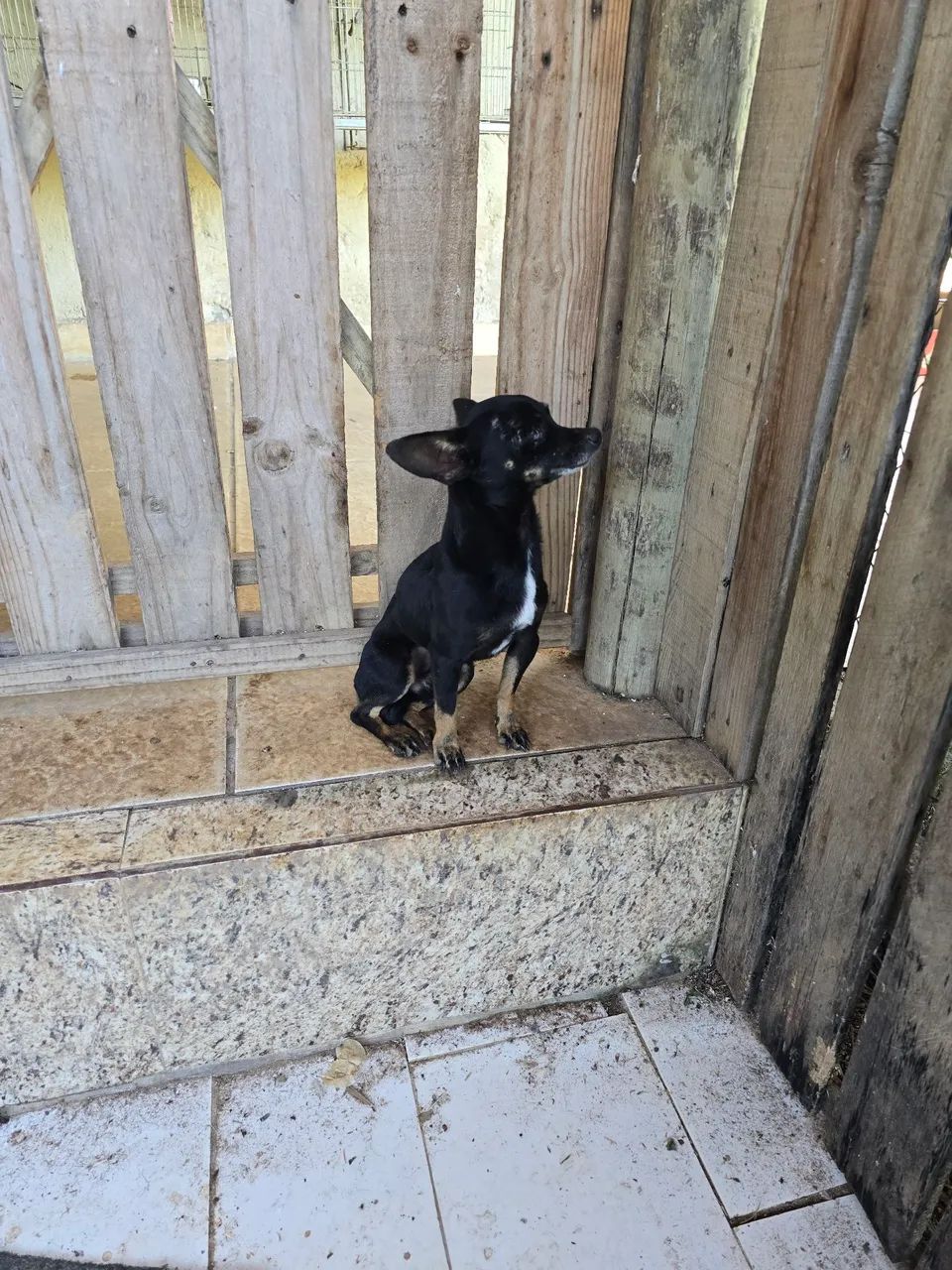 PINSCHER 0 macho adulto  - Foto 4