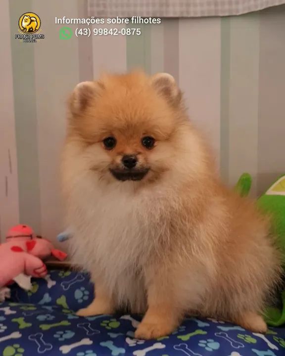 Filhotes de Spitz alemão entrega imediata. - Foto 4