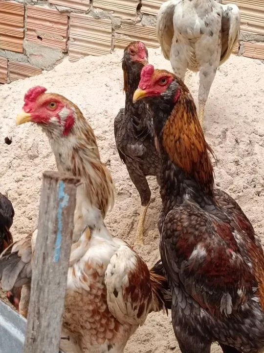 Galos cariocas barbudos. - Foto 5