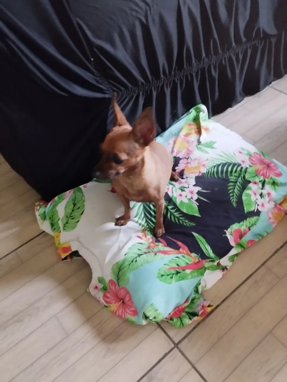 Vendo uma pinscher 2 anos de idade