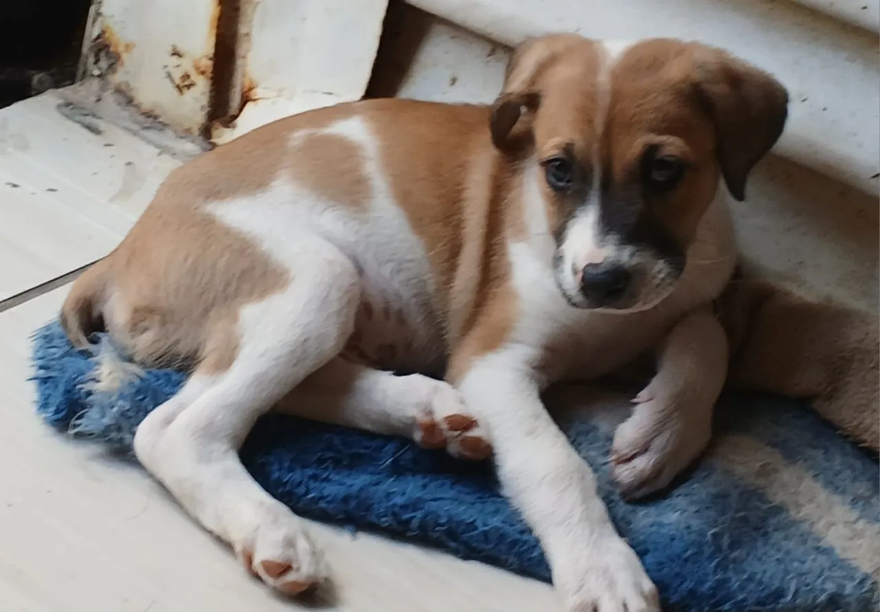 Filhote de cachorro fofo para adoção