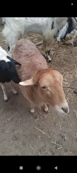 Ovelhas, carneiro, bode e cabra à venda - Foto 3