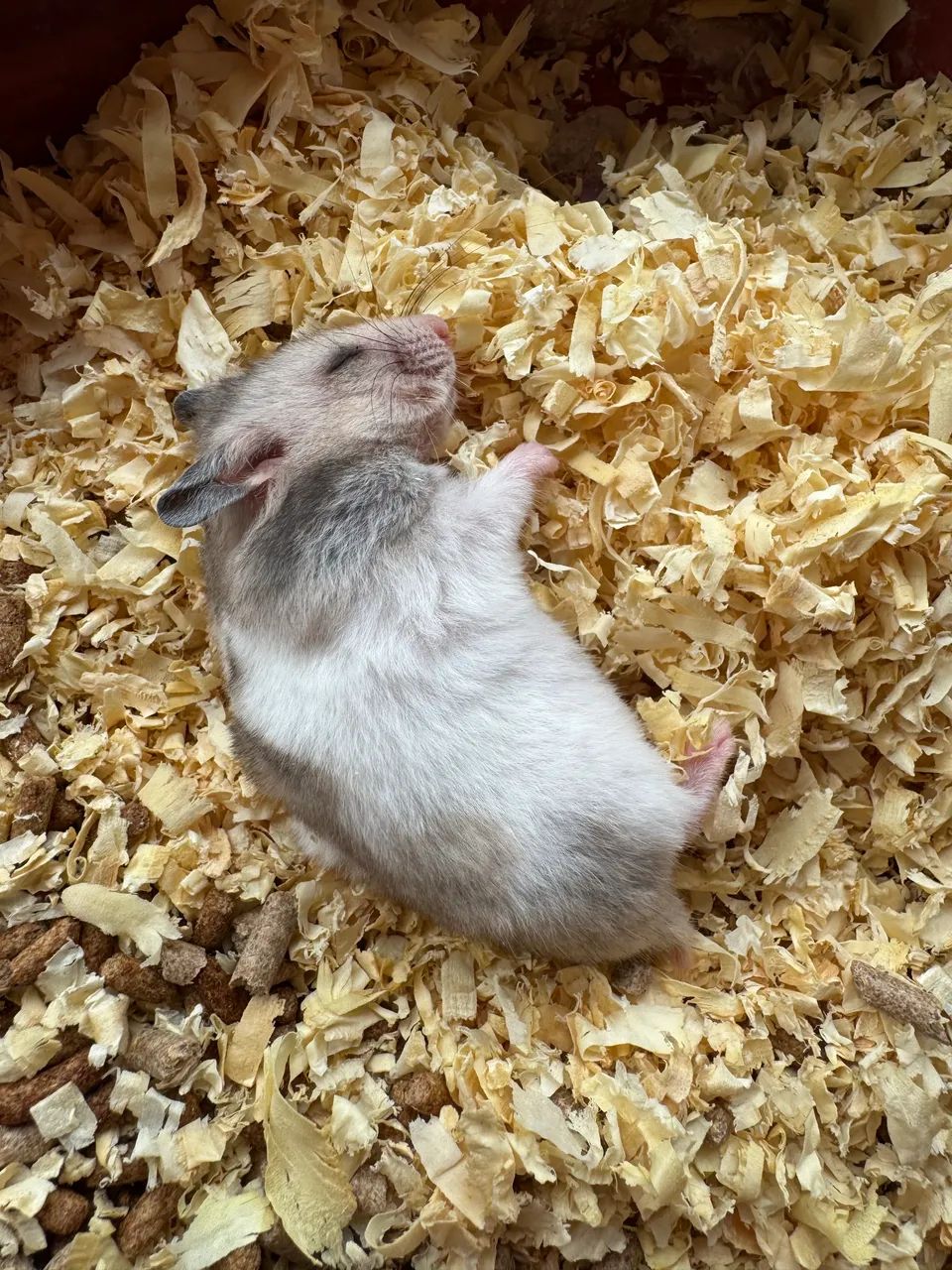 hamster 