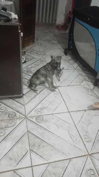Cachorro para adoção - Foto 5