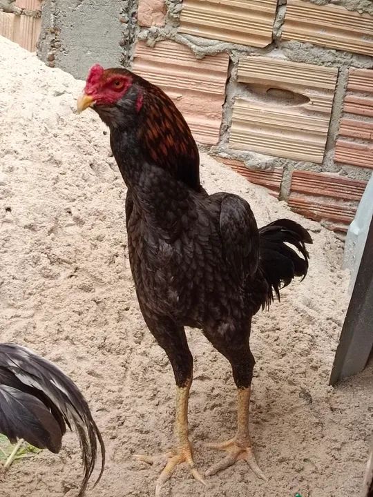 Galos cariocas barbudos. - Foto 4