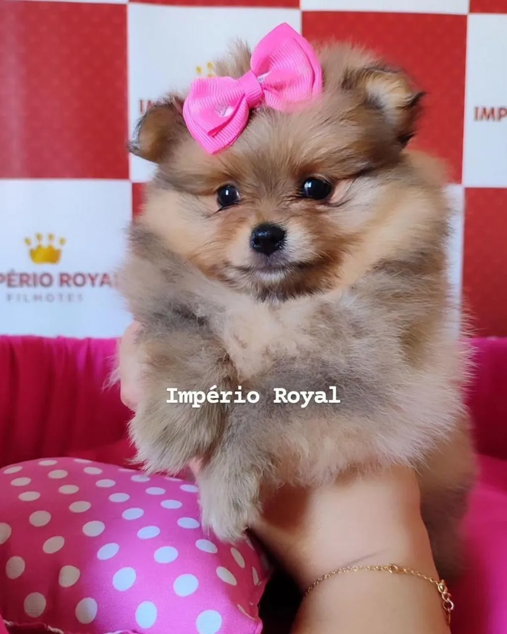 Filhote de Spitz Alemão fêmea com pedigree cbkc e garantia!