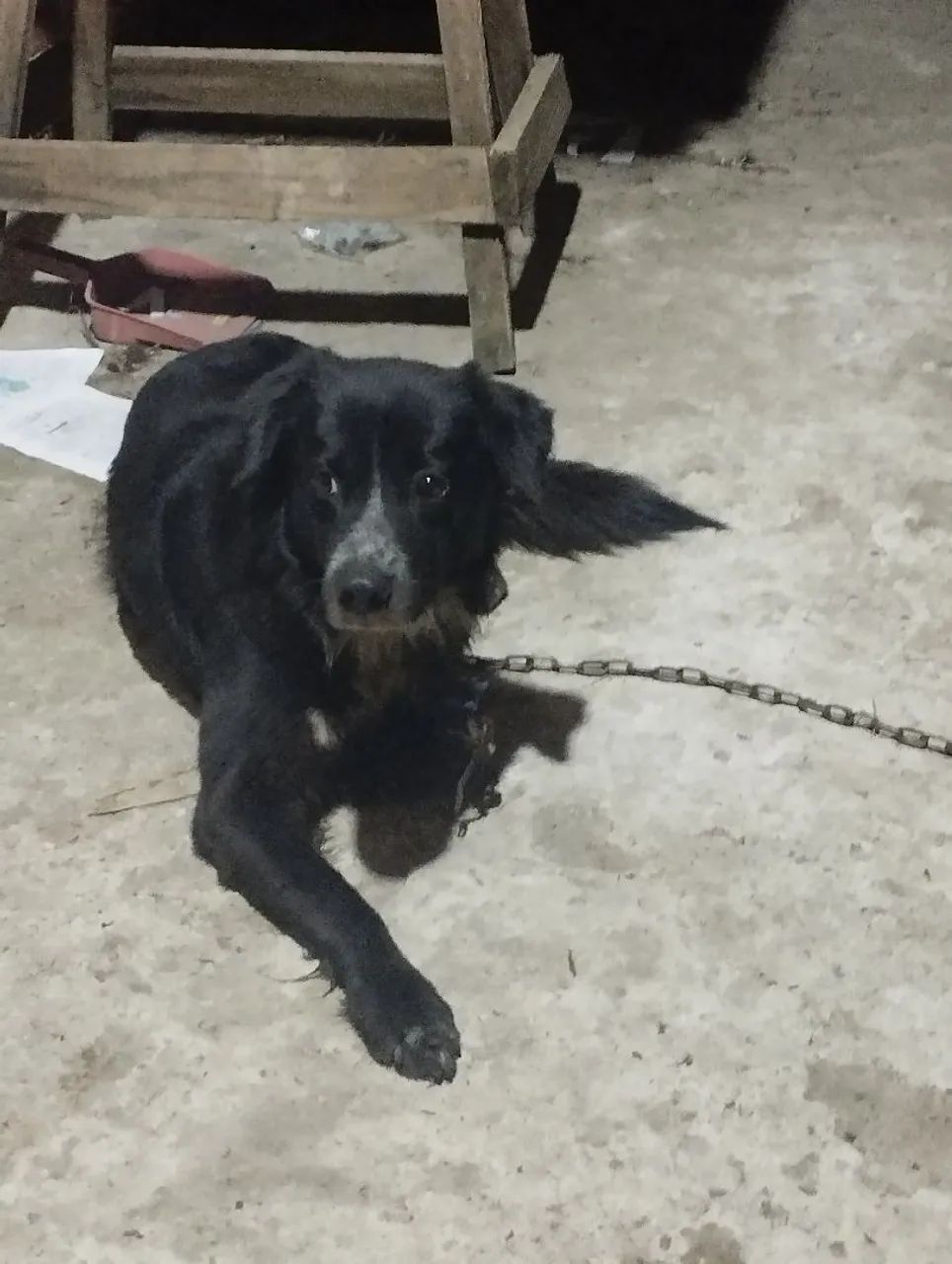 Mestiço bordie colier 