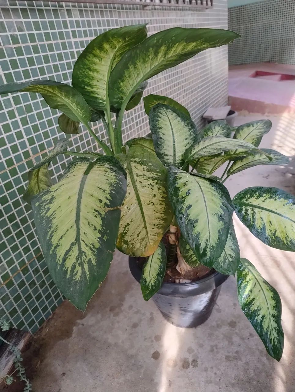 Comigo ninguém pode 93cm, vaso com 2 plantas, retirar no local - Foto 2