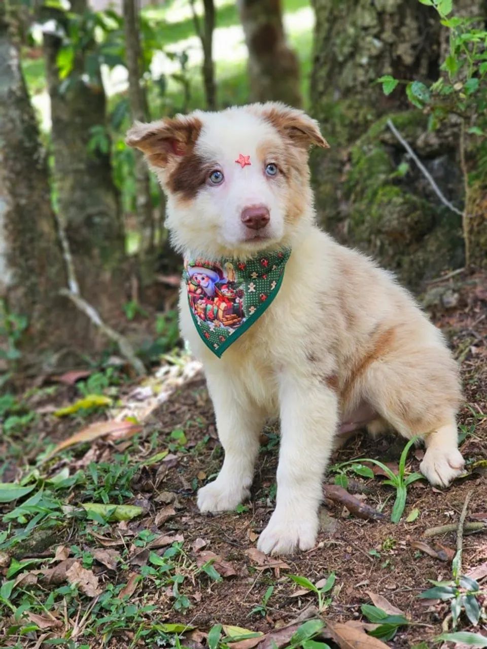 Border Collie 