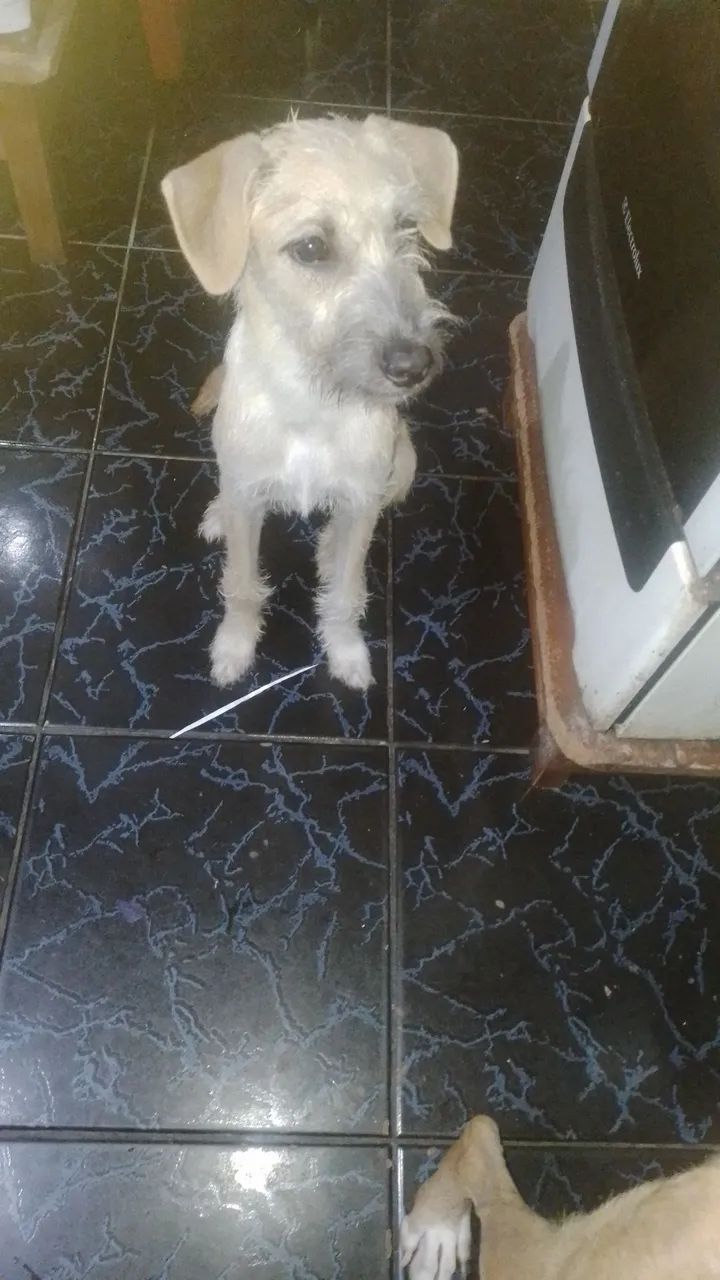 Filhote de cachorro disponível para adoção - Foto 2