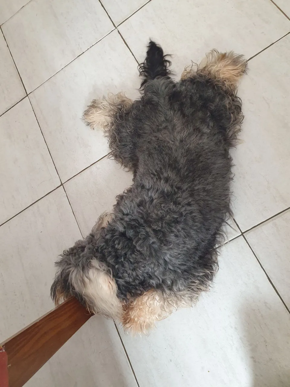 Schnauzer Filhote - Pelagem Exuberante