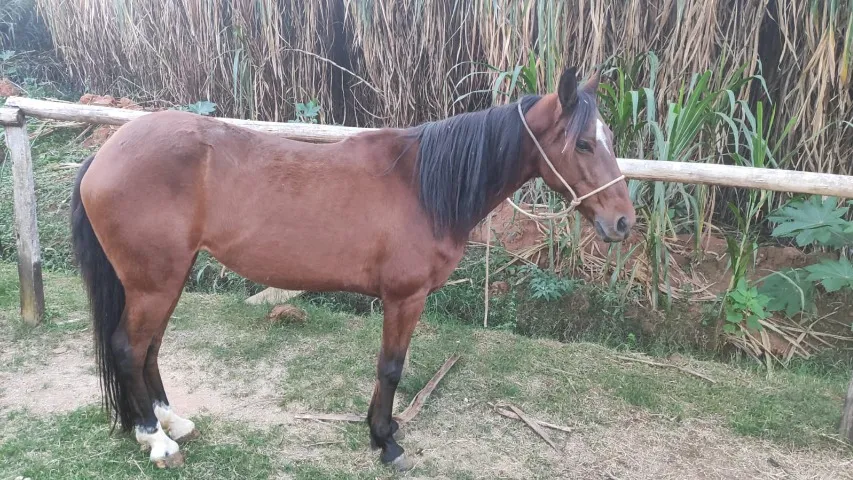 CAVALO ÉGUA  LINDO E SUPER BEM CUIDADO - MANGALARGA MACHADOR MINEIRO