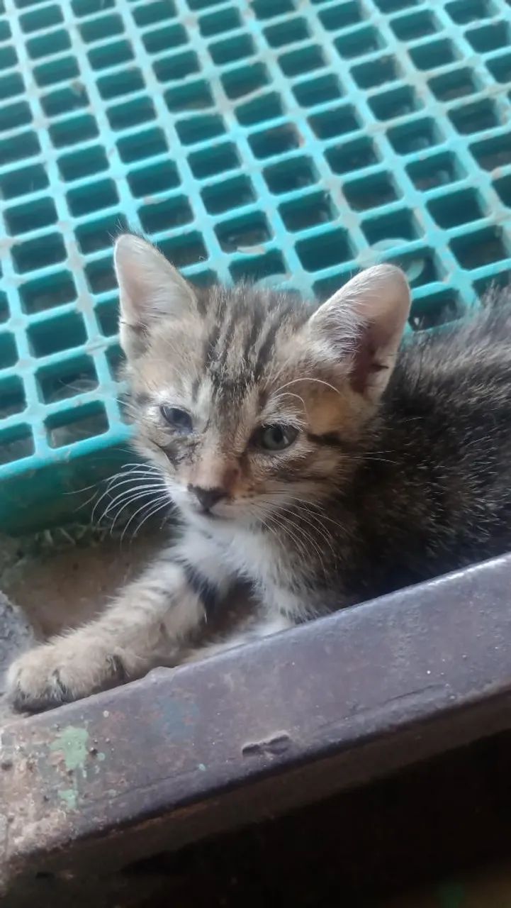 Gatinho Filhote Para Adoção - Foto 5