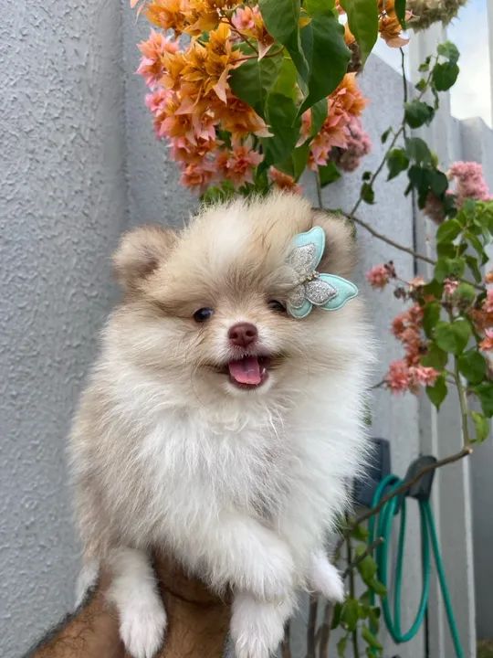 Spitz fêmea 2 meses - Foto 5